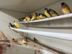 Gevraagd tropische vogels voor export, Dieren en Toebehoren, Vogels | Overige Vogels