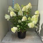 Hydrangea Paniculata Polar Bear/ Pluimhortensia, Tuin en Terras, Planten | Tuinplanten, Zomer, Vaste plant, Overige soorten, Ophalen