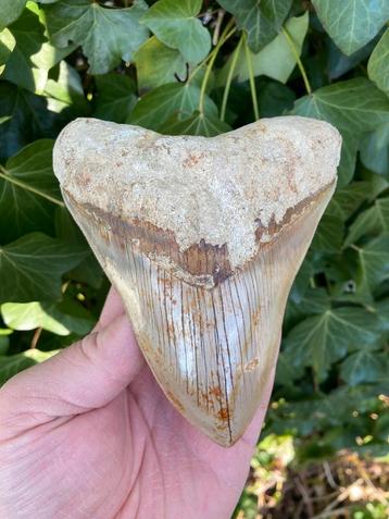 Grote megalodon (5,3 inch) haaientand, fossiel, Indonesië 4 beschikbaar voor biedingen