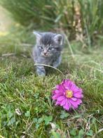 Kittens kruising Perzisch langhaar en Europese korthaar, Dieren en Toebehoren, Katten en Kittens | Overige Katten