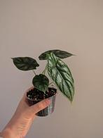 Alocasia uitgekomen knolletjes - babyplantjes, Ophalen of Verzenden, Overige soorten, Minder dan 100 cm