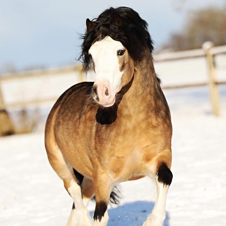 # Prachtige Welsh hengsten ter dekking aangeboden in 2026! #, Dieren en Toebehoren, Paarden en Pony's | Dekhengsten en Fokmerries