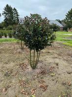 Meerstammige ilex meservea Heckenblau, Ophalen of Verzenden, Overige soorten, Minder dan 100 cm