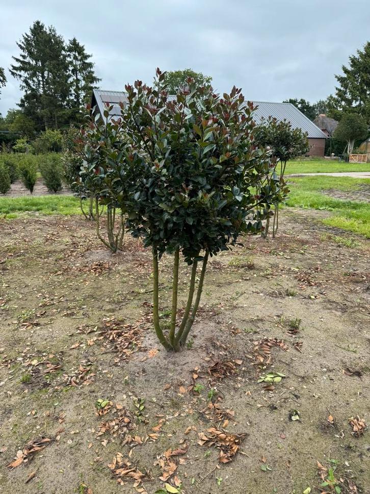 Meerstammige ilex meservea Heckenblau, Tuin en Terras, Planten | Bomen, Overige soorten, Minder dan 100 cm, Ophalen of Verzenden