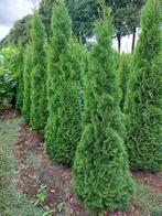 Thuja Smaragd, Ophalen, Conifeer, 100 tot 250 cm