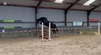 3 jarige hengst, Dieren en Toebehoren, Paarden, Springpaard, Gechipt, Hengst, 3 tot 6 jaar