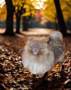 pomeriaan, Chocolat gesteriliseerd teefje, Particulier, Keeshond, 1 tot 2 jaar, Buitenland