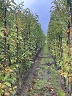 Elzen en berken €25 per stuk, Volle zon, Bloeit niet, Ophalen of Verzenden, 100 tot 250 cm