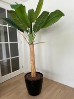 Bananenplant, Huis en Inrichting, Overige soorten, Ophalen of Verzenden, In pot, 200 cm of meer