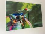 Fotoschilderij roodoogboomkikker 130x87 cm, Ophalen, Zo goed als nieuw, Schilderij