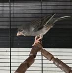 Koppel Timbrado kanaries, Dieren en Toebehoren, Vogels | Kanaries, Meerdere dieren, Zangkanarie