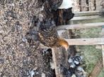 Cochin kriel hennen, Dieren en Toebehoren, Pluimvee, Vrouwelijk, Kip