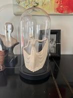 BROCANTE glazen stolp CHCS, Ophalen of Verzenden