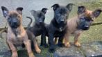 Mechelse herder  Pups, Dieren en Toebehoren, België, Particulier, Overige rassen, Meerdere