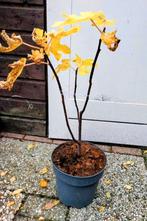 Vijgenboom, Ophalen, Minder dan 100 cm, Lente, Volle zon