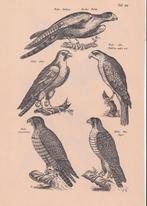 Prent Roofvogels., Verzenden, 1960 tot 1980, Zo goed als nieuw, Dier