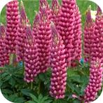 Lupine Russels hybrids lupine, vaste plant, sierplant, Volle zon, Vaste plant, Zomer, Ophalen