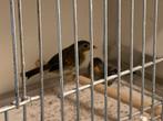 Japanse nachtegaal, Dieren en Toebehoren, Vrouwelijk, Tropenvogel, Geringd
