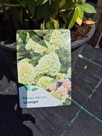 Pluimhortensia Limelight, Ophalen of Verzenden, Hortensia, Struik, Minder dan 100 cm