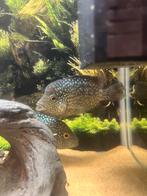Herichthys carpintis,, Dieren en Toebehoren, Ophalen, Overige typen