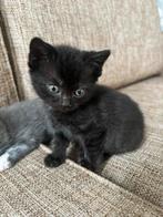 Britse korthaar kittens donkerbruin, Dieren en Toebehoren, Katten en Kittens | Raskatten | Korthaar, Ontwormd