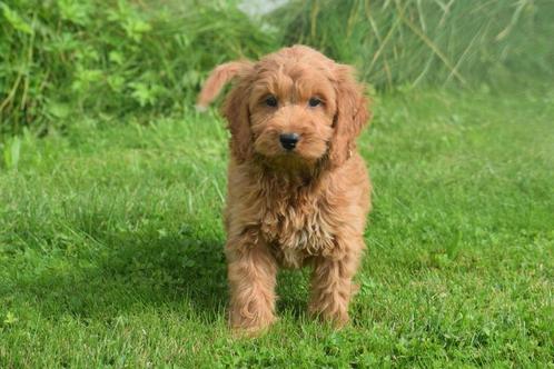 Kruising pups poedel niet of nauwelijks verharend, Dieren en Toebehoren, Honden | Niet-rashonden, Middel, Meerdere dieren, Fokker | Professioneel