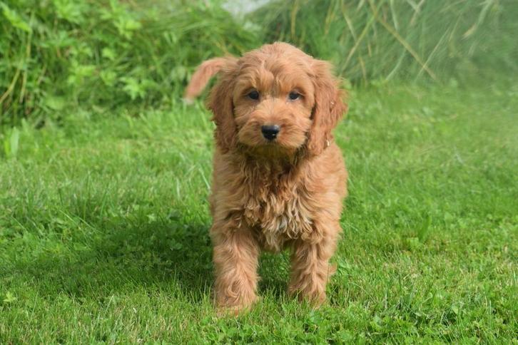 Kruising pups poedel niet verharend, Dieren en Toebehoren, Honden | Niet-rashonden, Middel, Meerdere dieren, Fokker | Professioneel