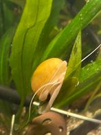 Aquarium appelslakjes. Houden aquarium schoon. Stuur ook op!, Slak of Weekdier, Zoetwatervis, Schoolvis