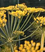 Zaden groene Venkel - Foeniculum vulgare, meerjarig, Verzenden, Voorjaar, Volle zon, Zaad