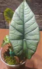 Alocasia Platinum, Ophalen of Verzenden, Halfschaduw, Minder dan 100 cm