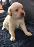 Labrador labradoodle pups, Rabiës (hondsdolheid), 8 tot 15 weken, Groot, Meerdere