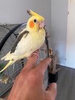 Super lieve tamme valkparkiet, Dieren en Toebehoren, Meerdere dieren, Parkiet