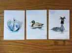Ansichtkaarten kaarten - Dujardin - Nederlandse Watervogels, Verzamelen, Ophalen of Verzenden, 1980 tot heden, Ongelopen, Vogel
