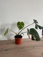 Monstera (gatenplant), Overige soorten, Minder dan 100 cm, Halfschaduw, Ophalen