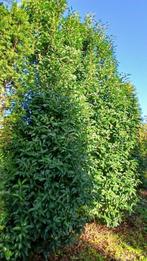 Portugese Laurier van wel 4 meter, Ophalen of Verzenden, Laurier, Struik, 250 cm of meer