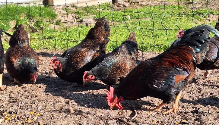 Broedeieren barnevelder kriel dubbelgezoomd, Dieren en Toebehoren, Pluimvee
