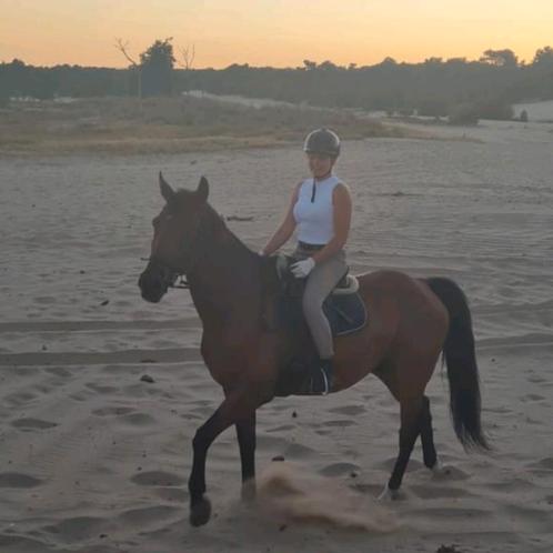 Trainig en Zadelmak maken D/E pony's en Friese paarden, Dieren en Toebehoren, Paarden en Pony's | Overige Paardenspullen, Nieuw