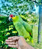 Super tamme pratende Geelwang Amazone papegaai 🦜, Dieren en Toebehoren, Vogels | Parkieten en Papegaaien, Geslacht onbekend, Papegaai