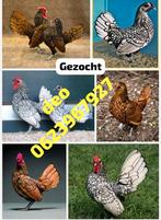 Gezocht: Sebright kipen, Dieren en Toebehoren, Pluimvee, Kip