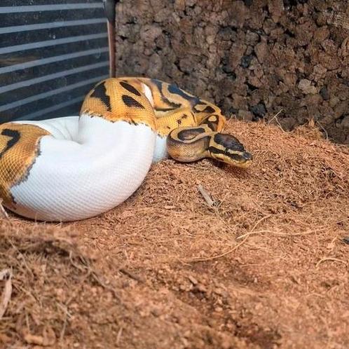 Ball python 0.1, Dieren en Toebehoren, Reptielen en Amfibieën, Slang, 0 tot 2 jaar, Tam
