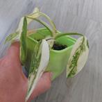 Philodendron Domesticum variegata, Ophalen of Verzenden, Overige soorten, Minder dan 100 cm