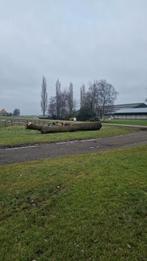 Haardhout ca. 3500 kg, 6 m³ of meer, Ophalen, Overige houtsoorten, Stammen