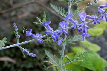 Perovskia 'Lacey Blue'  Laagblijvend rijkbloeiend beschikbaar voor biedingen
