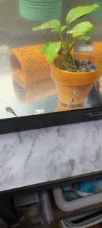 Jongen ancistrus algeneters 3 euro per 3 stuks., Dieren en Toebehoren, Vissen | Aquariumvissen, Vis