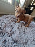 Prachtige American Bully pup!, Dieren en Toebehoren, 8 tot 15 weken, Bulldog, Meerdere, Meerdere dieren