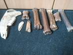 botten versteend kaak onderkaak of bovenkaak tanden, Verzamelen, Dierenverzamelingen, Ophalen of Verzenden, Gebruikt, Overige soorten
