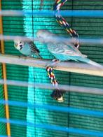 Parkieten met kamervoliére, Dieren en Toebehoren, Meerdere dieren, Parkiet