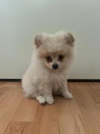 Mini pomerian, Dieren en Toebehoren, Honden | Niet-rashonden, Particulier, Rabiës (hondsdolheid), Reu, 8 tot 15 weken