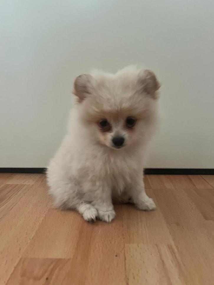 Mini pomerian, Dieren en Toebehoren, Honden | Niet-rashonden, Klein, Reu, Particulier, Eén hond, Buitenland, 8 tot 15 weken, Rabiës (hondsdolheid)