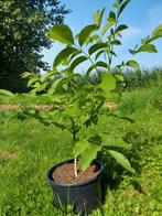 Mini of dwerg walnoot, Ophalen, In pot, Volle zon, Overige soorten